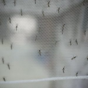 Por que escolher tela mosquiteira de polietileno para proteger sua família?